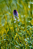 Monte Avic (Val d'Aosta) - Orchidea Bruciacchiata (Neotinea ustulata)